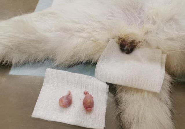 怎么帮猫咪排尿,猫咪排尿最快的药