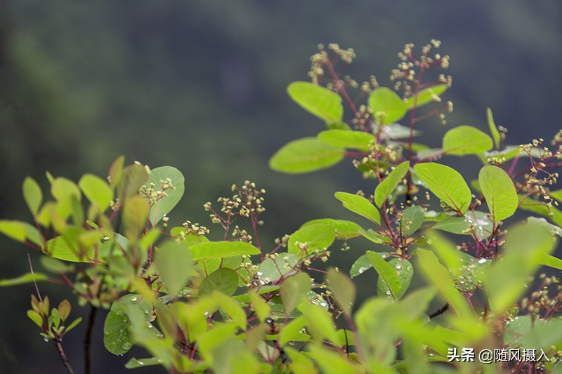 自驾旅记,自驾游柴埠溪大峡谷游记