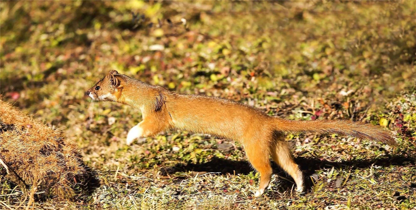 黄鼠狼全身是宝为何无人敢养殖,黄鼠狼浑身都是宝为何无人养殖
