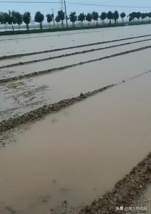 连续阴雨天对大蒜种植影响有多大,连续下雨阴天对洋葱的危害
