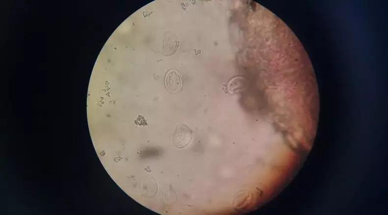 一线渔医良心分享！这份《江高区域全年病害防控指南》请收好