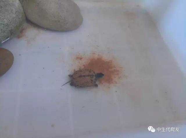 怎样的环境能让龟不会腐甲,如何用最便宜的龟养出华丽的感觉