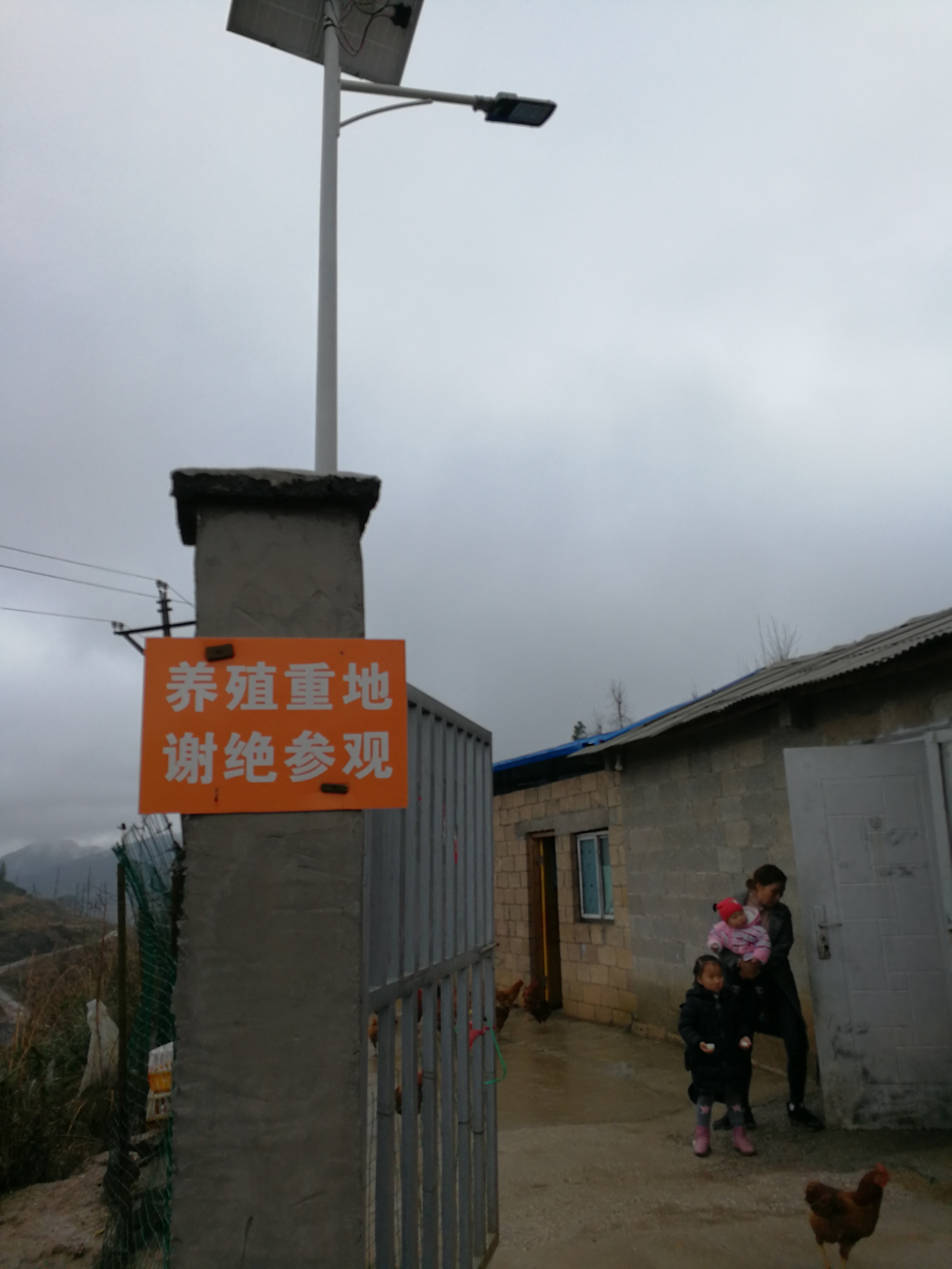 817肉鸡吃得多不长肉怎么回事,817肉鸡后期吃料少是什么原因