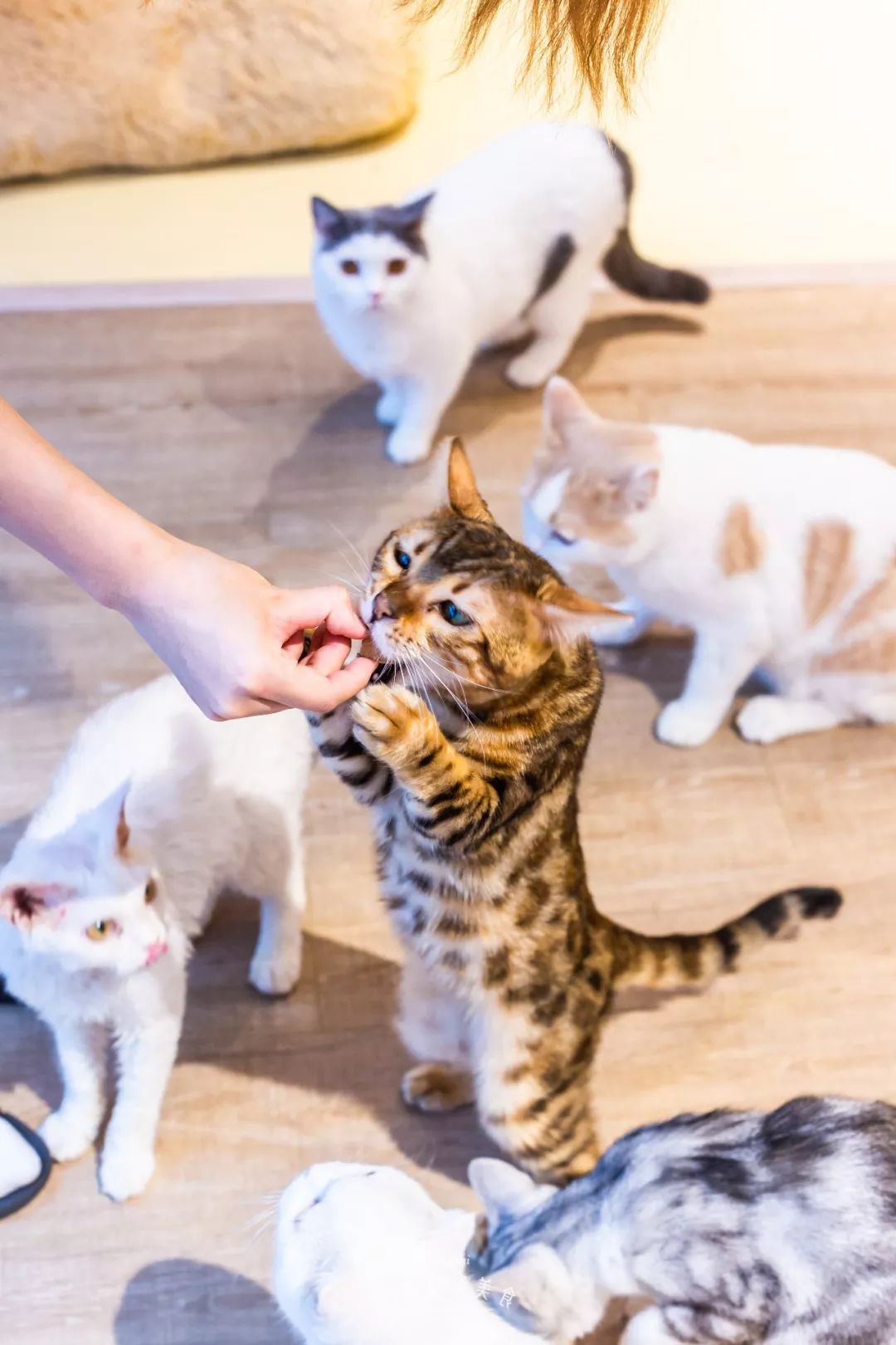 2019宠物排名,2022宠物排行榜