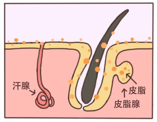 缁嗚優鍥犲瓙鍑忚偉,缁嗚優鍥犲瓙鑳藉噺鑲ュ悧