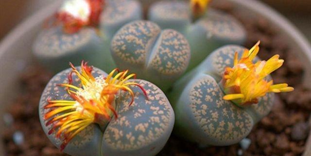 多肉开花怎么修剪,多肉开花剪花还是连花箭一起剪