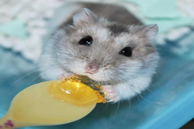 仓鼠用什么东西能做磨牙棒更省钱,如何给仓鼠做磨牙棒无五谷粉