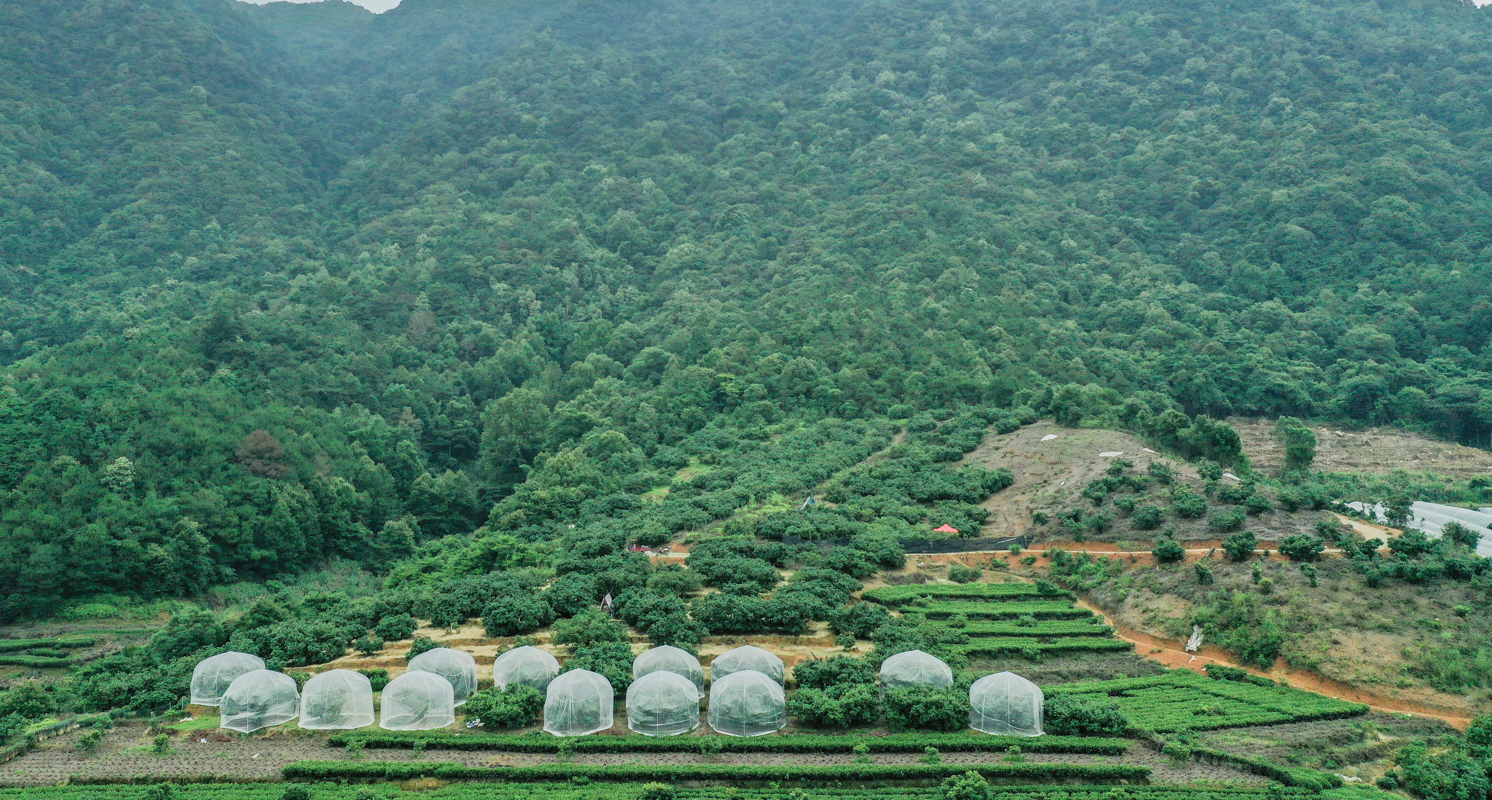 福建福安杨梅,福安杨梅基地在哪里