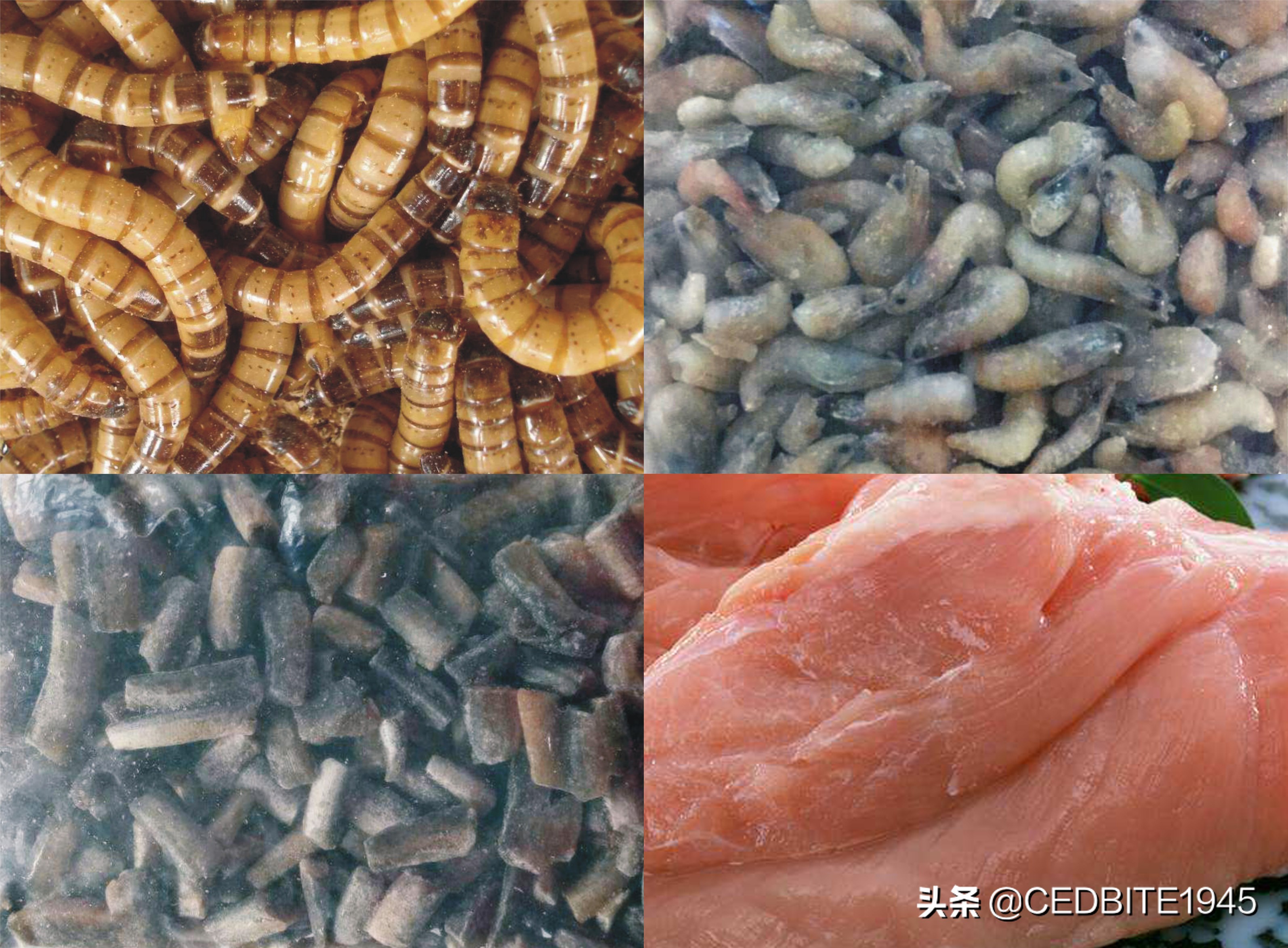 印尼虎鱼小时候很黑长大会变黄吗,如何驯养幼鸟才能听话