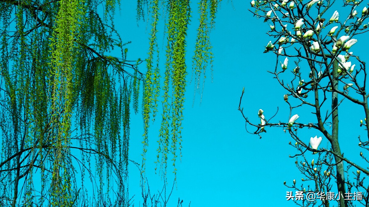 古诗《咏柳》原文、注释、译文赏析，附《跟康爸学古诗》朗诵视频