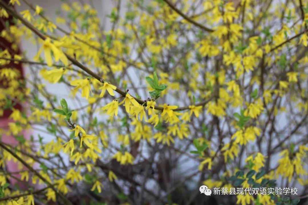 新蔡现代双语实验学校,新蔡县现代双语实验学校老照片