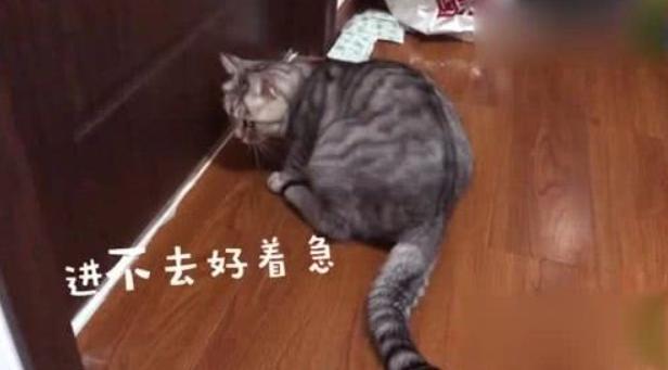 猫咪半夜挠卧室门怎么纠正,不想猫咪上床怎么办