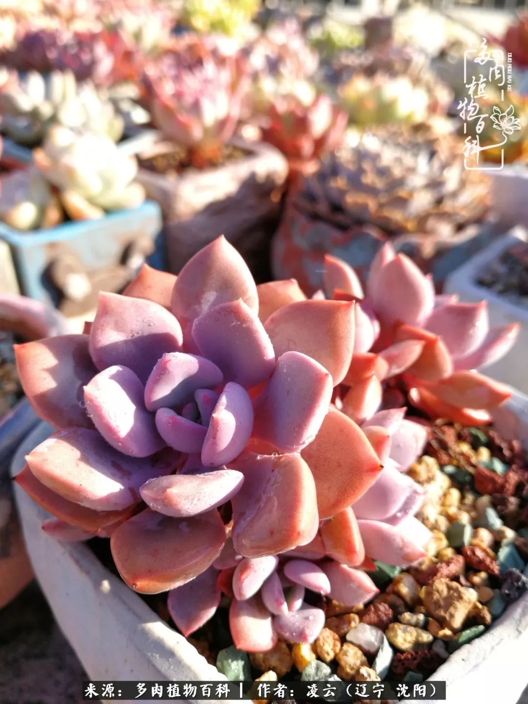 秋闲赏多肉，话育儿，亲生的自家娃，总有一刻让你怦然心动