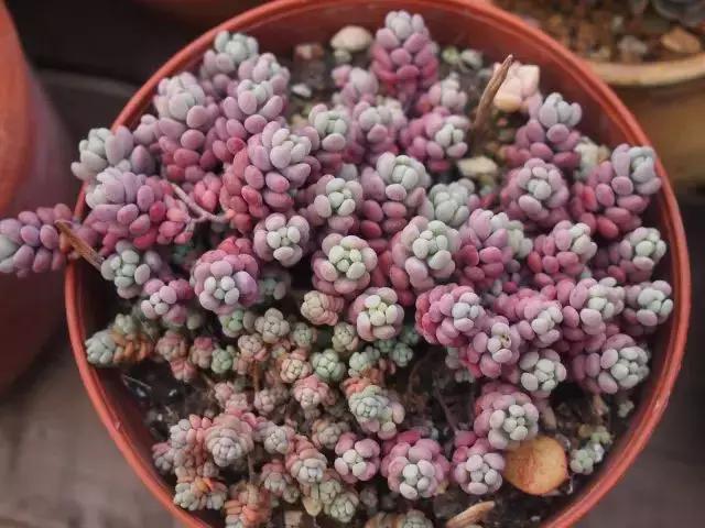 推荐轻松玩转100种常见多肉植物,700种多肉植物图鉴pdf百度云