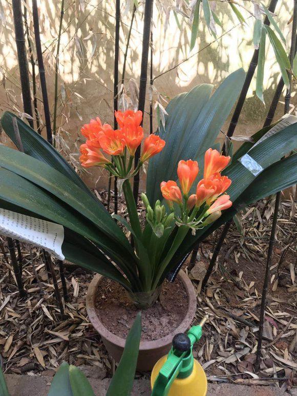 君子兰养殖方法和技巧如何浇水,君子兰夏季室外高温怎么养