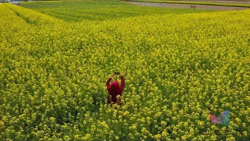 蜱虫在猪身上有什么危害,蜱虫的危害用什么药能除