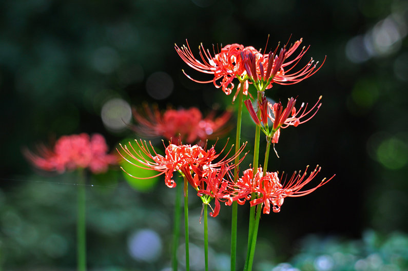 神秘的彼岸花竟真的存在！真的可以连通生死吗？