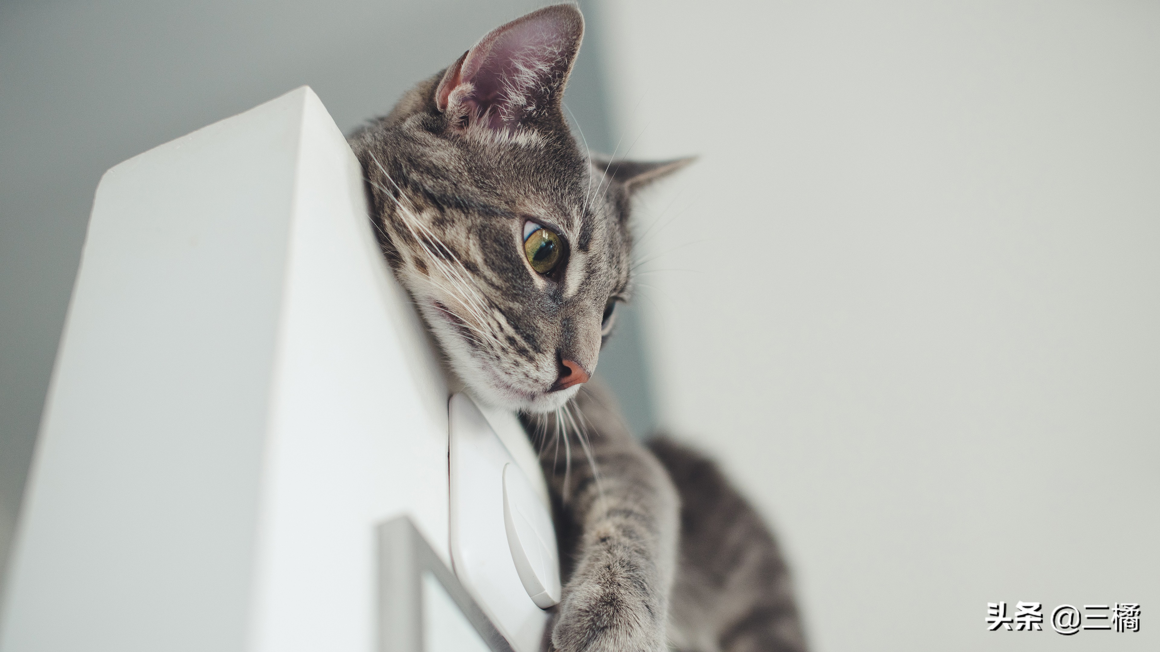 带猫咪出远门怎样解决排泄,出远门猫咪在家猫毛被抓破了