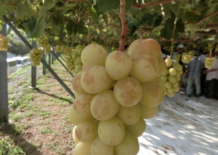 葡萄果实表面有黑斑是什么病害,葡萄幼果期有锈斑什么原因