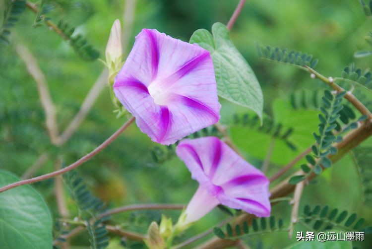 昆明嘉丽泽旅游景区,昆明嘉丽泽湿地露营