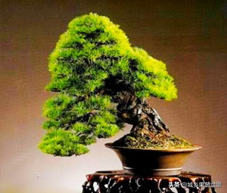 小黑松盆景的造型,黑松盆景各种造型名称及图片