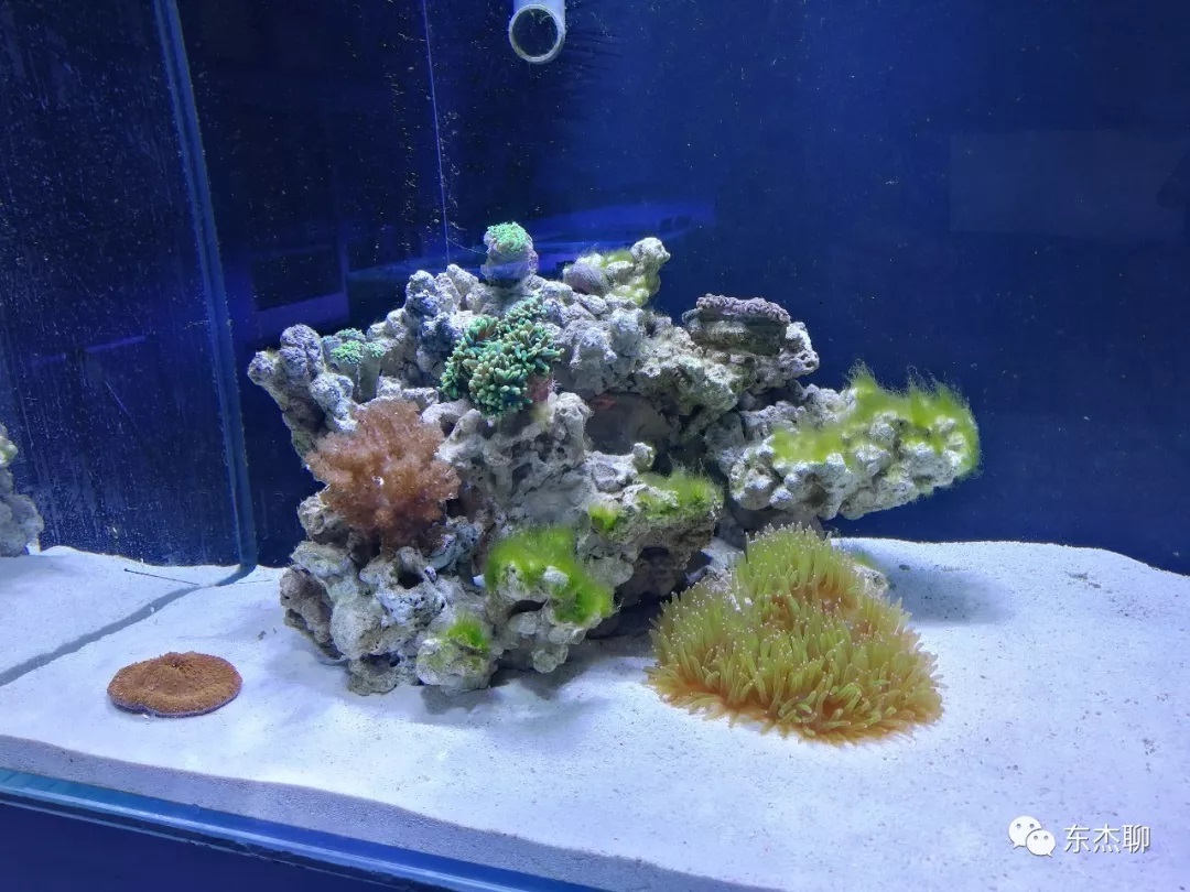 海水鱼缸如何降氨氮最好,海水鱼缸怎么区别营养盐高低