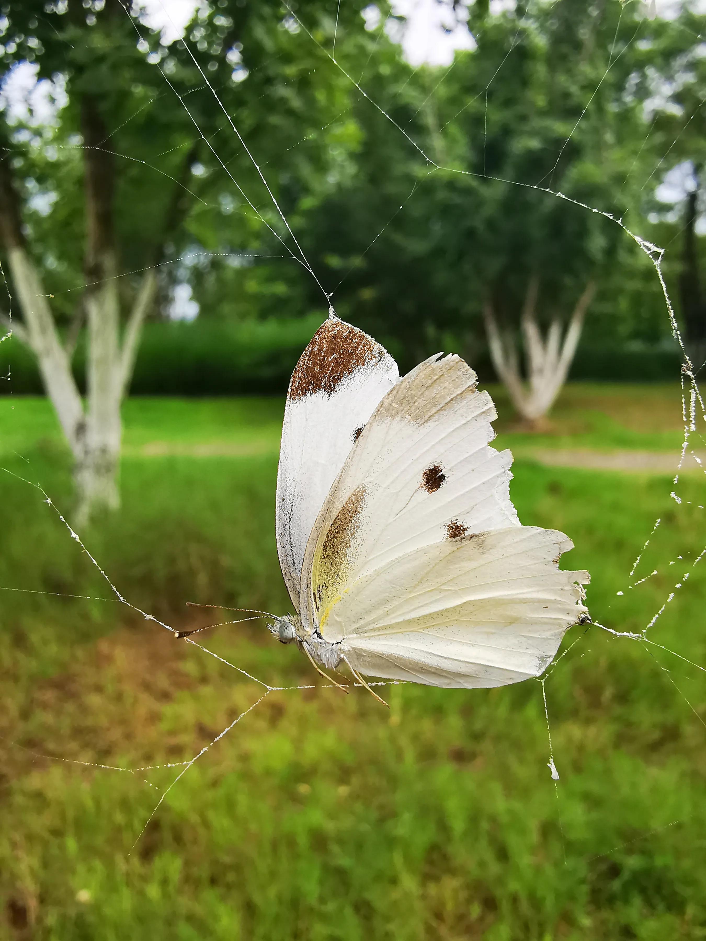 手机摄影手册圈友作品选第7期,手机摄影手册圈友作品选第6期