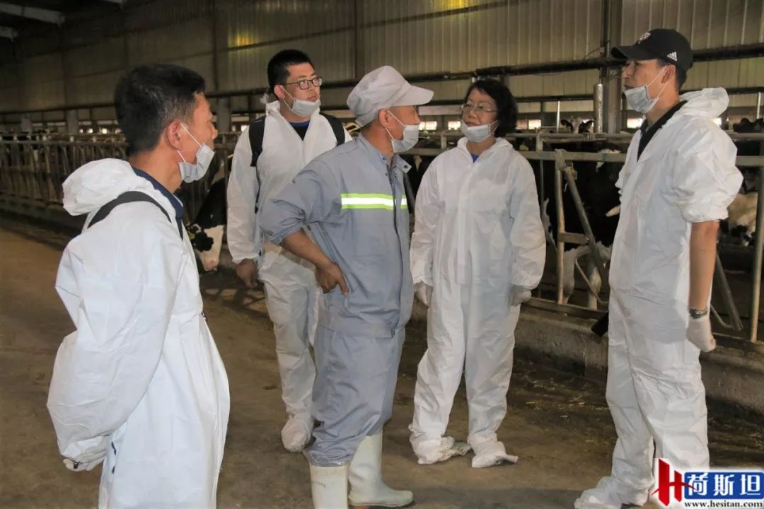 数字化奶牛养殖技术,大型奶牛场繁育新技术