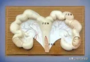 母猪子宫收缩无力的原因及解决措施