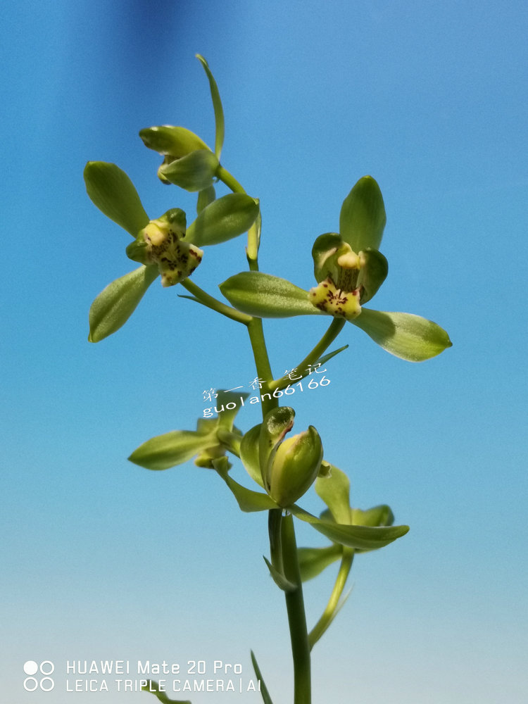 「花开欣赏」0335:送春绿如意的经典绽放