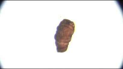 地球最强生物水熊坠落月球或幸存,地球最强的生物降临月球