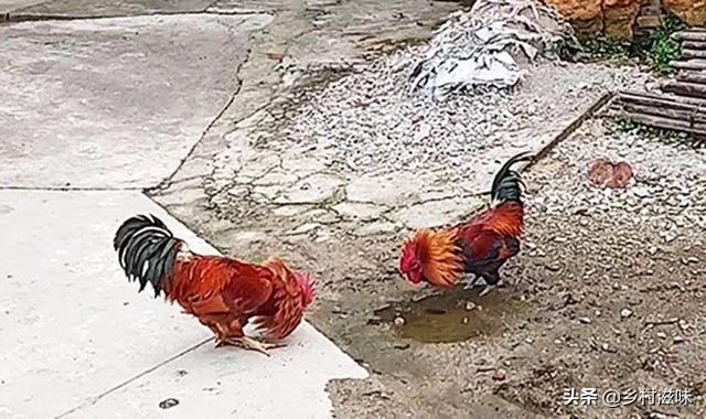 农村土地纠纷处理难点,土地纠纷可以直接找司法调解吗