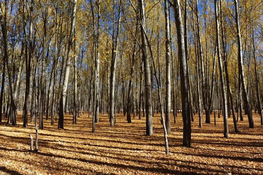 女生付钱密码都是什么密码,女生的暗号你知道吗