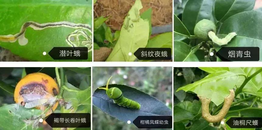 柑橘白色虫子怎么治疗,柑橘象鼻虫怎么彻底消灭