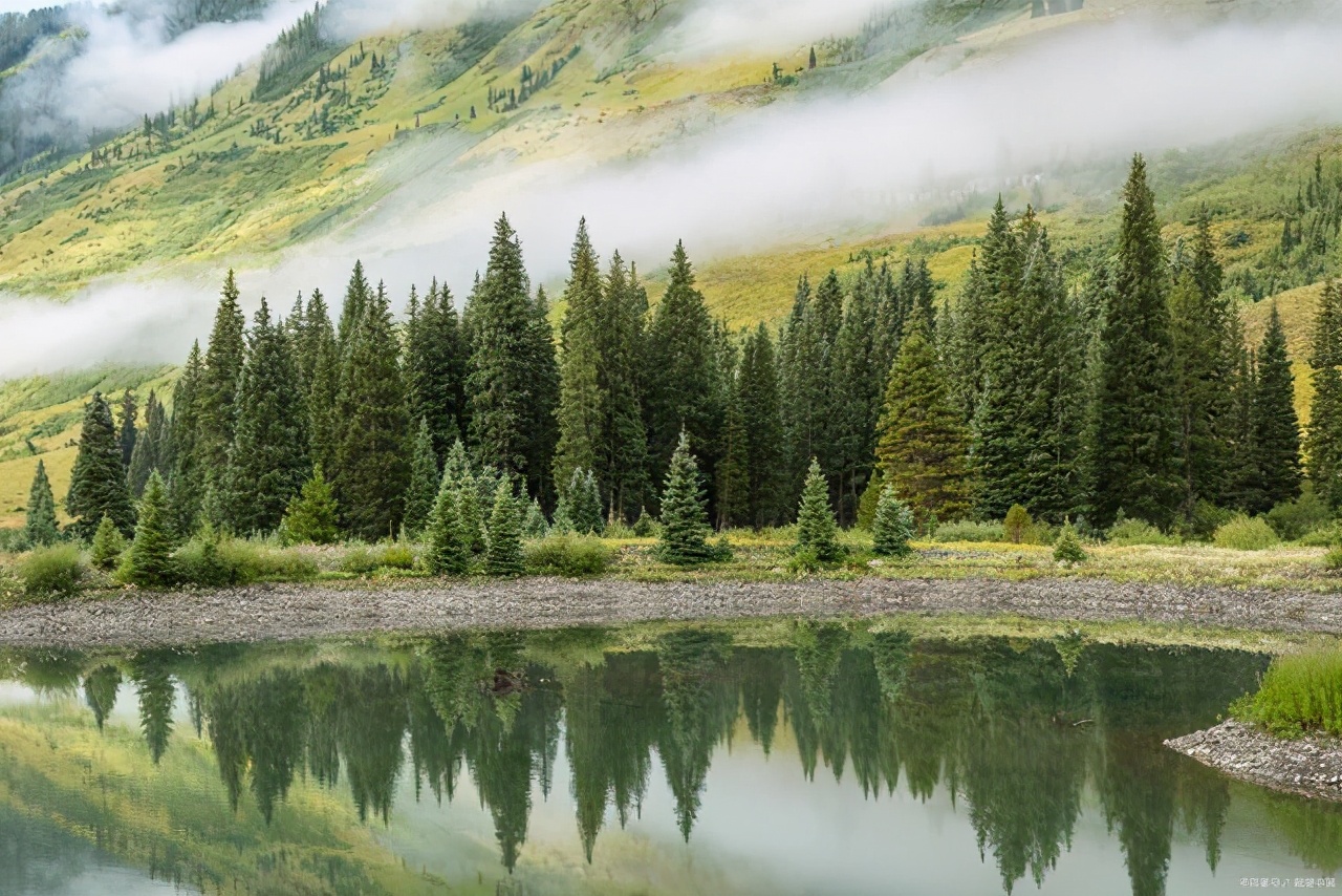 笔直的松树，为什么是坚强的象征？这三首诗词道出了原因