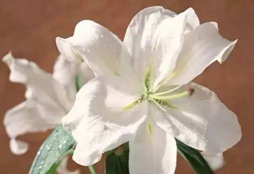 各国国花展示视频,各国国旗国徽国花