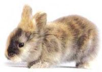 兔子种类好养排名,兔子有其它颜色吗