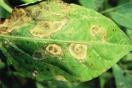 日光温室辣椒病虫害防治,大棚辣椒叶片灼伤怎么管理