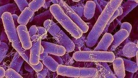 肠道菌群调理有助消化吗,肠道菌群如何影响免疫力