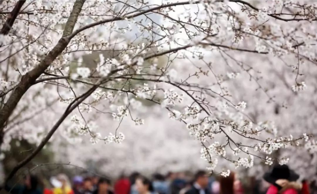 上海春游踏青好去处,上海春季踏青旅游攻略