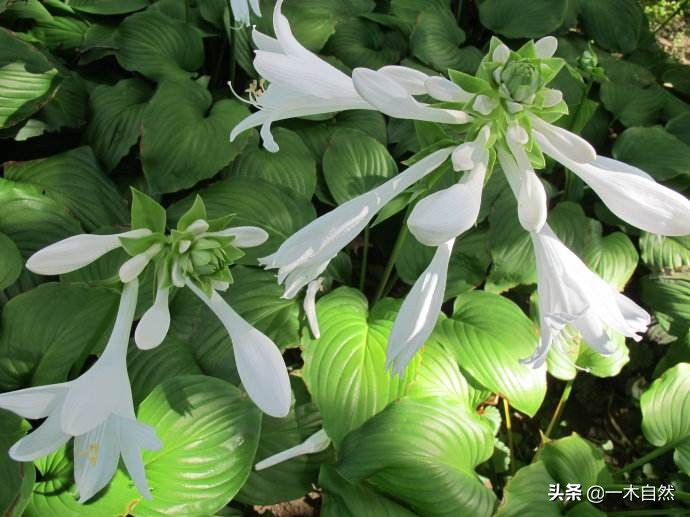 不适合室内种植的有毒绿植,十种有毒的绿植