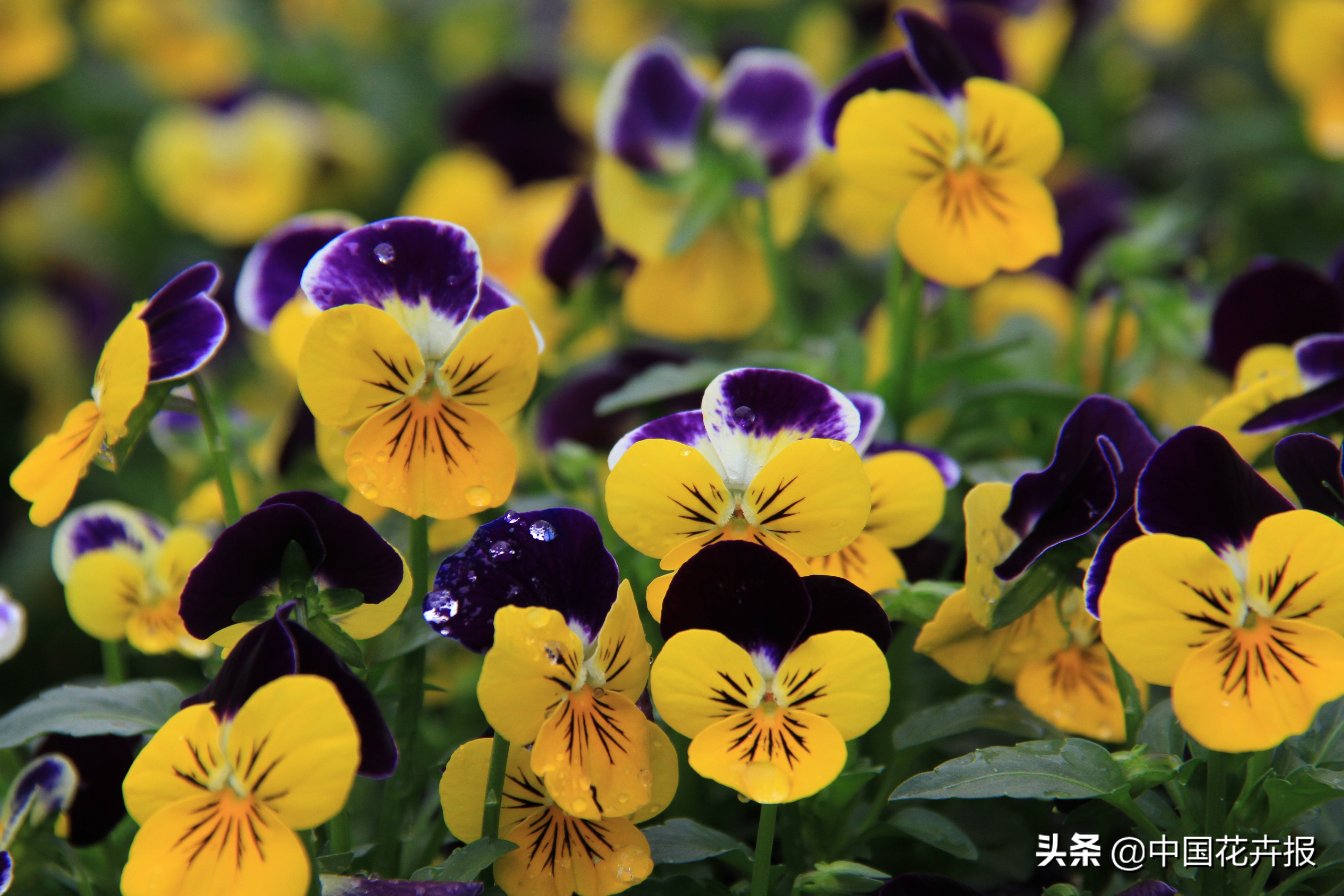 花园必备植物大全,花园常用植物科普