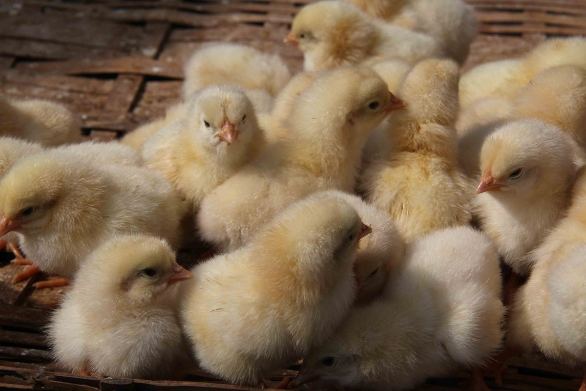 怎么知道雏鸡的温湿度刚好,鸡舍1-20天雏鸡养殖技术