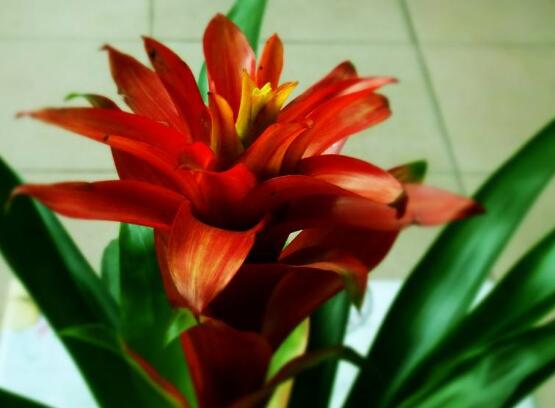 鸿运当头烂根,鸿运当头烂根如何挽救