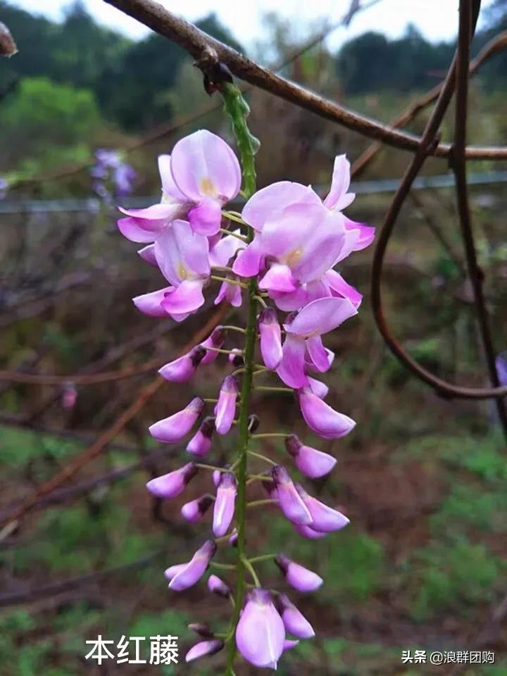 中式庭院藤类植物,枫树和紫藤