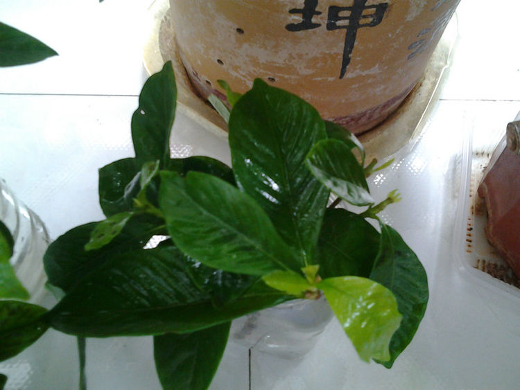 水培栀子花正确方法,栀子花水培生根