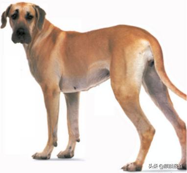 金毛禁养犬名单曲靖,曲靖麒麟区城区养犬标准规定