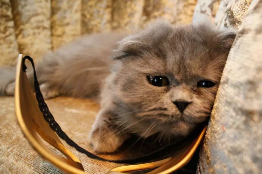 猫咪防发情用棉签？铲屎官听信网友错误建议，导致猫咪严重受伤！