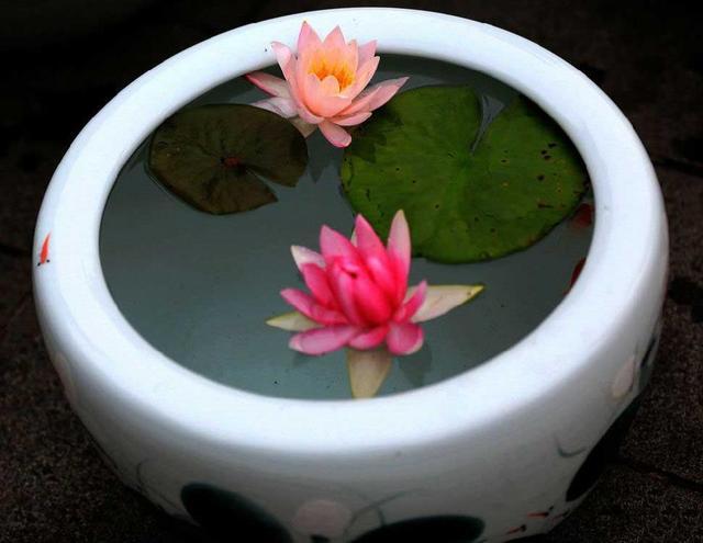 店铺摆什么植物生意好,做生意摆放植物哪些最好