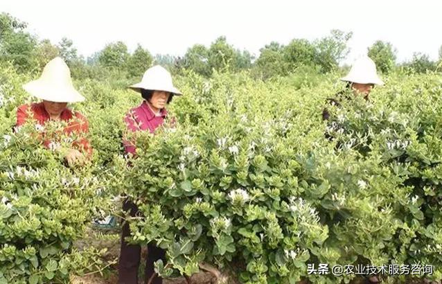 现在最适合种植野生的药材是什么,最适合山区种的药材有哪些